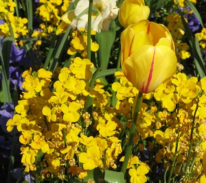 Tulpen mit Goldlack