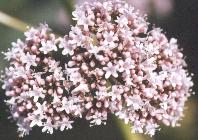 Valeriana officinalis Foto K. Marquardt