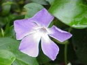 Vinca minor Foto K. Marquardt