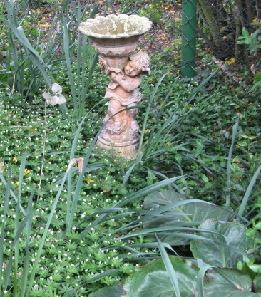 Waldmeister in meinem Garten Foto Brandt