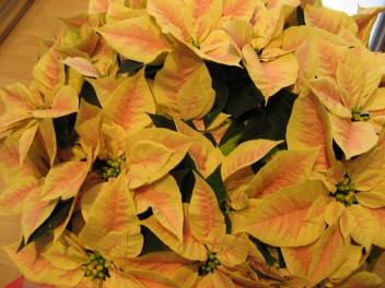 Der Weihnachtsstern - Poinsettia - Poinsettie, Euphorbia pulcherrima