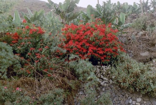 Weihnachtsstern auf Teneriffa fotografiert Foto Wolfgang Brandt